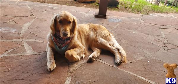 Golden Retriever female dog